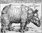 Das Rhinozeros 1515