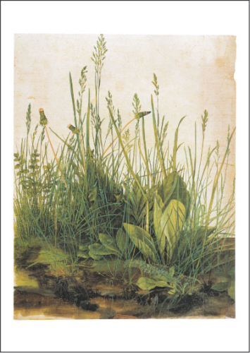 Kunstpostkarte "Das große Rasenstück"