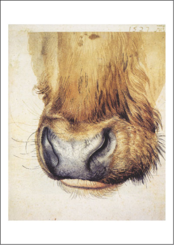 Kunstpostkarte "Maul eines Ochsen" (Vorderansicht)